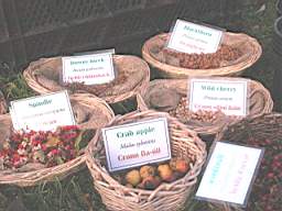 biodiversity seeds.jpg